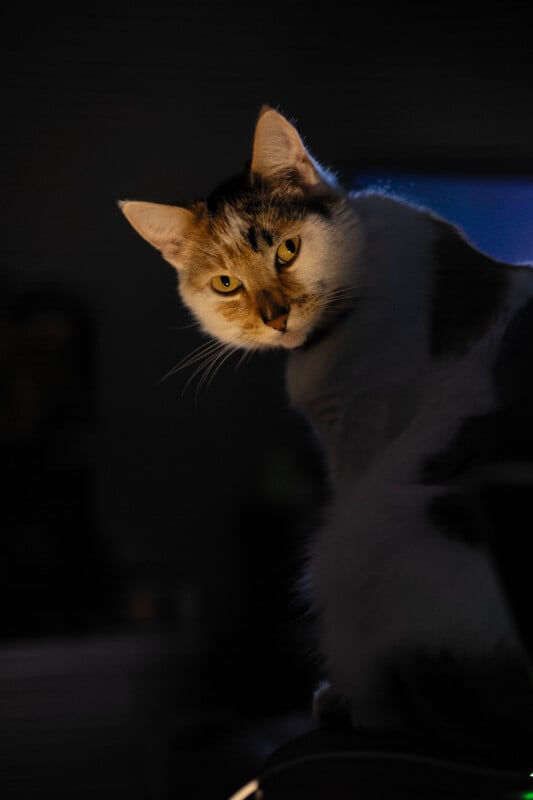 A cat with white and brown fur sits in a dark room, illuminated by warm, soft light from the left, looking directly at the camera with bright yellow eyes.