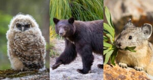 A fluffy owlet, a black bear walking on a rocky path, and a small pika nibbling on a green leaf, each animal shown in its natural habitat.