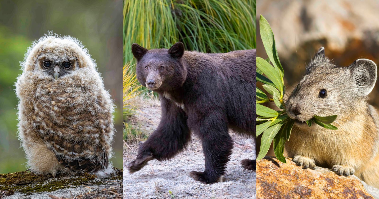 A fluffy owlet, a black bear walking on a rocky path, and a small pika nibbling on a green leaf, each animal shown in its natural habitat.