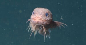 bumpy snailfish