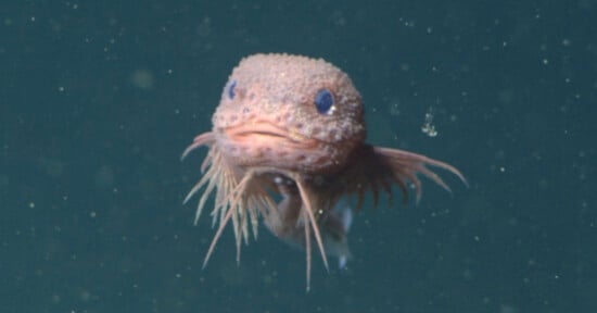 bumpy snailfish