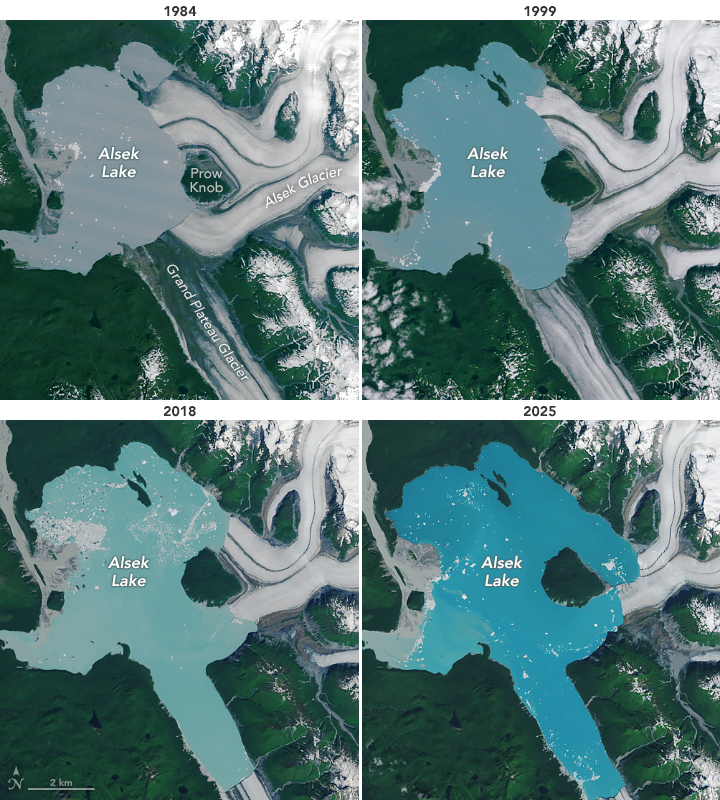 Cuatro imágenes satelitales muestran retirada de Alsek Lake y Glacier de 1984 a 2025. Los lagos se expanden con el tiempo, y el hielo se encoge, revelando más agua y menos glaciares en cada imagen sucesiva.