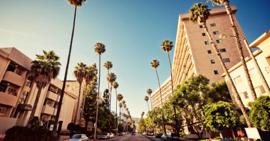 palm tree photos beverly hills