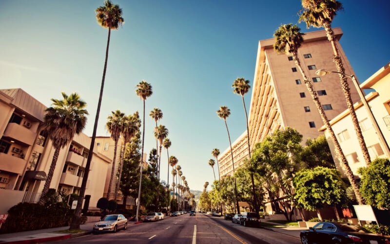 palm tree photos beverly hills
