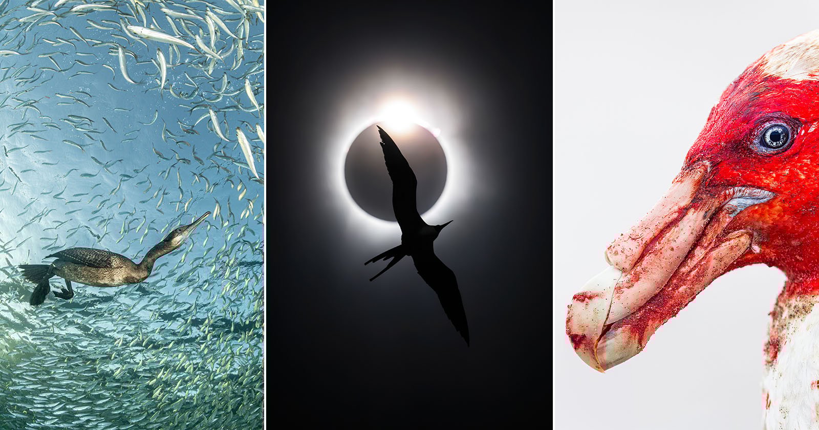 A triptych showing: left, a bird swimming among fish underwater; center, a bird silhouetted against a solar eclipse; right, a close-up of a bird’s blood-stained head and beak against a white background.