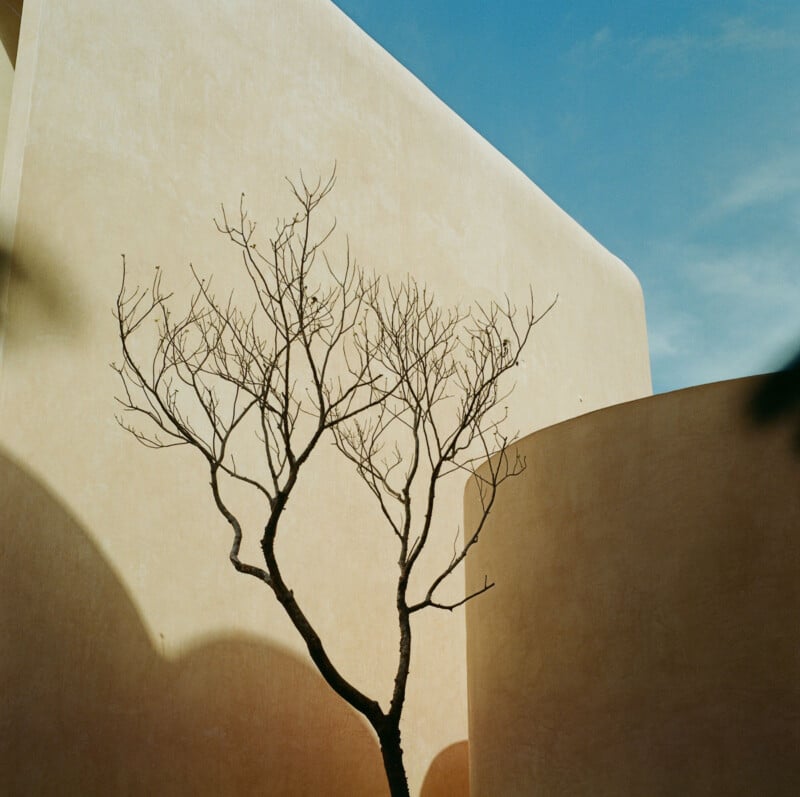 A leafless tree stands against smooth, curved beige walls under a clear blue sky, casting shadows on the building’s surface.