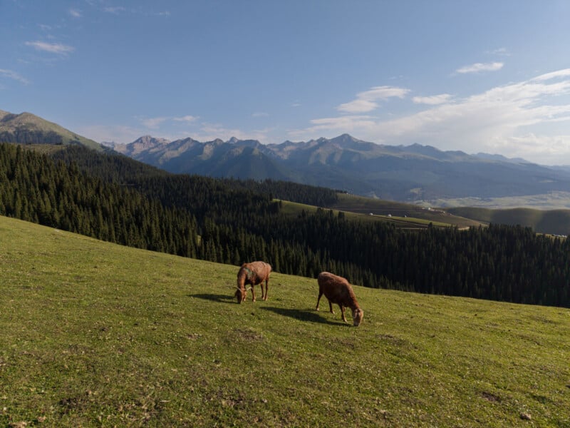 Two brown sheep graze on a sunlit grassy hillside with dense pine forests and distant mountains under a partly cloudy sky in the background.