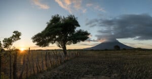 A tree stands by a rustic wooden fence in a grassy field at sunset, with the sun near the horizon and a cloud-capped volcano in the background under a partly cloudy sky.