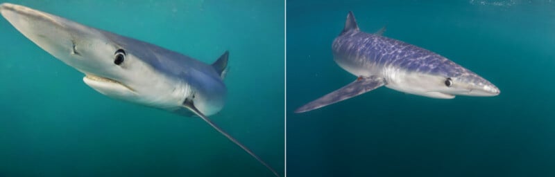 Two images of blue sharks side-by-side.