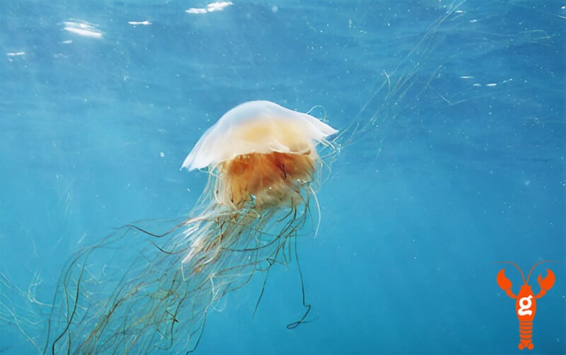 A vibrant lion's mane jellyfish drifts in the clear blue ocean.