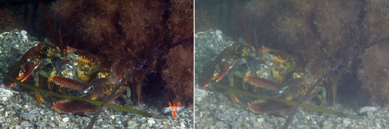 A comparison showing an original photo of a lobster and an AI-enhanced version that is clearer.