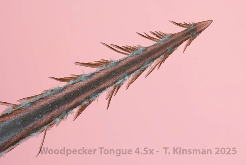  “Woodpecker Tongue 4.5x – T. Kinsman 2025.”.