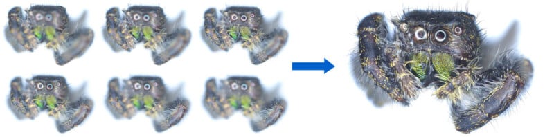 Six small, blurred images of a jumping spider on the left transition to one large, sharp close-up of the spider’s face on the right, highlighted by a blue arrow between them.