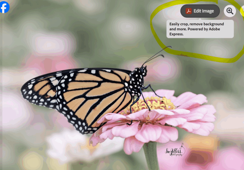 A monarch butterfly rests on a pink flower with blurred flowers in the background. An on-screen tooltip in the top right corner reads, “Easily crop, remove background and more. Powered by Adobe Express.”.