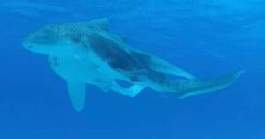 A leopard shark swims underwater, accompanied closely by a remora fish attached to its side in clear blue ocean water.