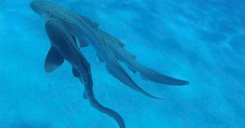 Dos tiburones cebra nadan cerca de agua azul transparente, sus cuerpos cubiertos con manchas y rayas únicas.