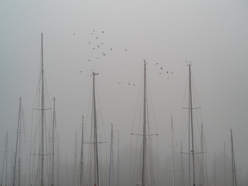 Los altos mástiles de los veleros se alzaban en la niebla del muelle y una bandada de pájaros volaba por encima. La escena es tranquila y atmosférica, con visibilidad limitada y una atmósfera tranquila y silenciosa.