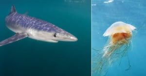 Split image: On the left, a blue shark swims in clear blue water. On the right, a lion’s mane jellyfish with long tentacles drifts underwater.