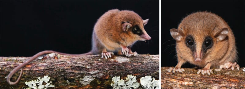 Two photos of a small brown mouse-like marsupial with a long tail and dark markings around its eyes, perched on a lichen-covered log against a black background.