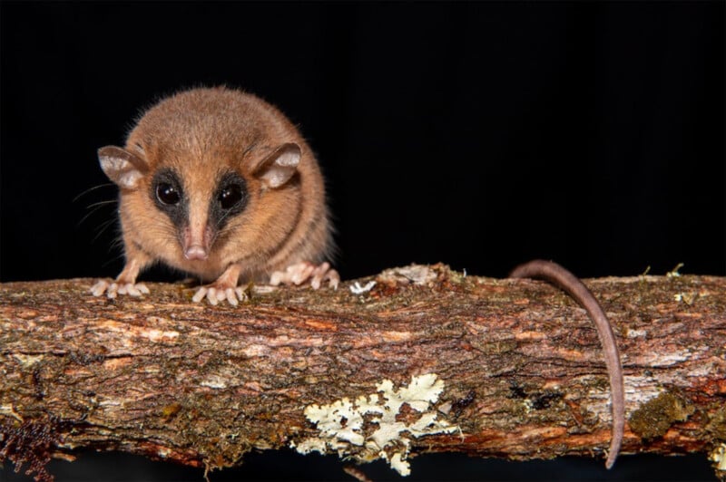 A small, brown marsupial with large black eyes and rounded ears sits on a tree branch covered with moss and lichen, against a black background. Its long tail extends behind it.