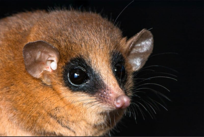 Close-up of a brown mouse-like animal with large round black eyes, a pointed pink nose, large ears, and dark fur patches around its eyes against a black background.