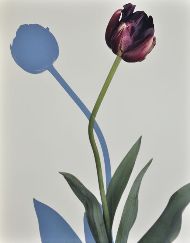 A single dark purple tulip with green leaves casts a soft blue shadow on a pale background, creating a minimalist and artistic composition.