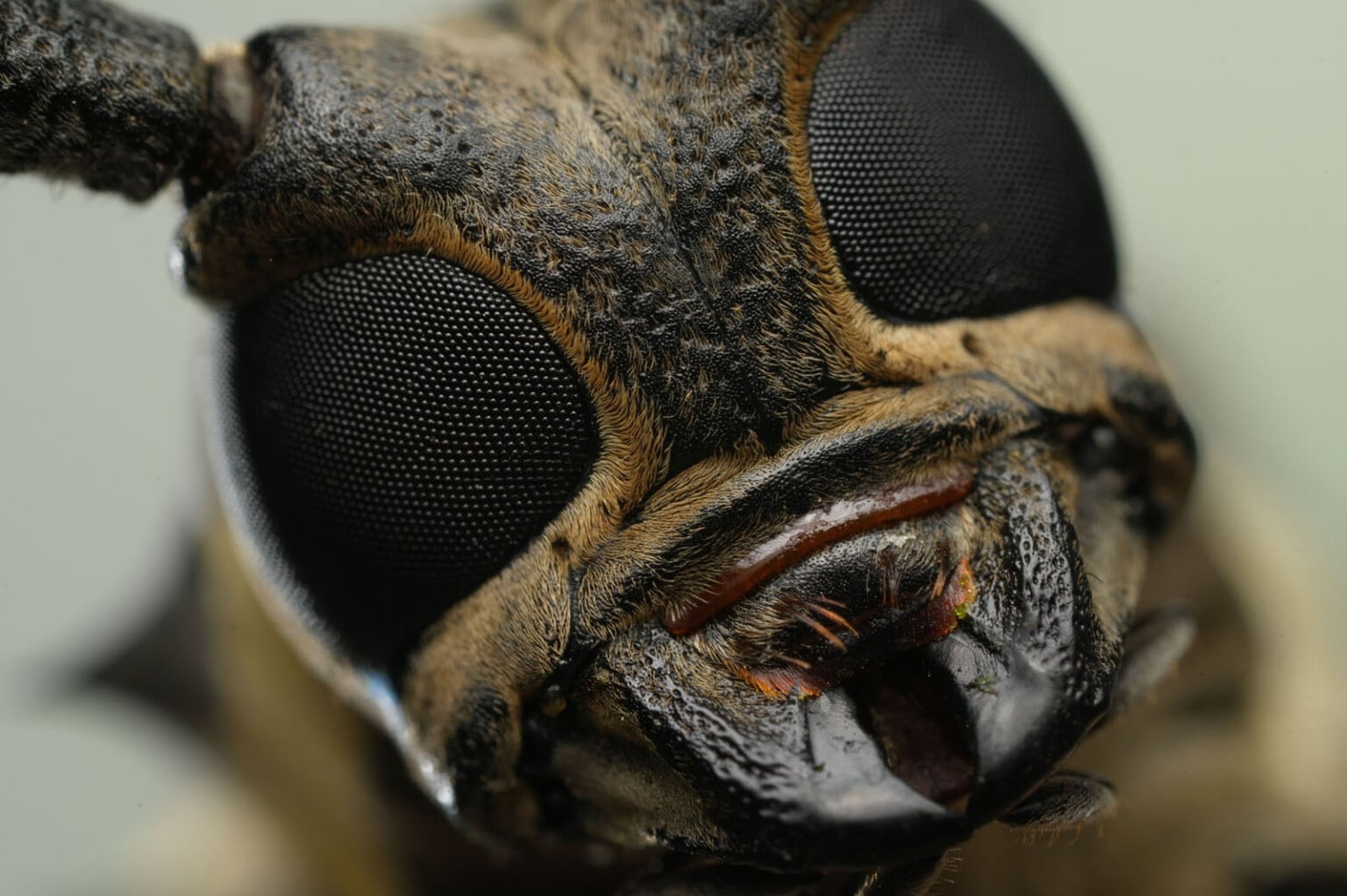 Sony's New 100mm f/2.8 Macro GM Is Its Best Macro Lens Ever | PetaPixel