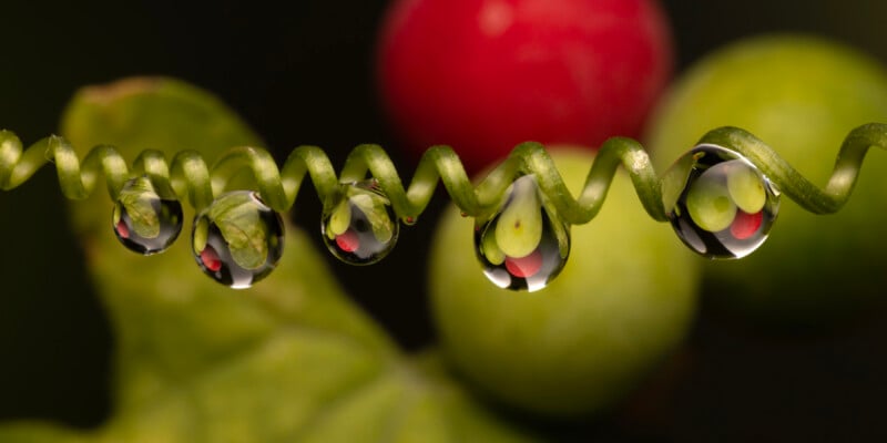 A close-up of water droplets hanging from a curly green tendril, each droplet reflecting nearby red and green berries and leaves in sharp detail against a blurred background.