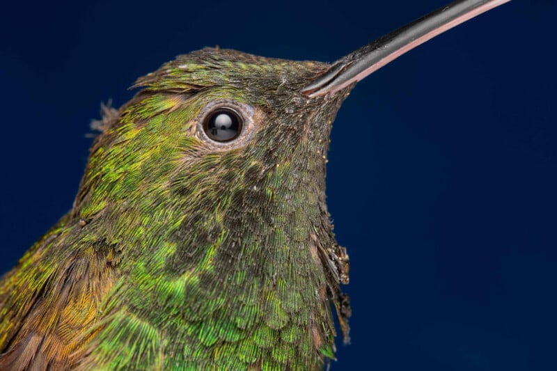 Close-up of a hummingbird's head with iridescent green feathers and a long, thin beak against a dark blue background.
