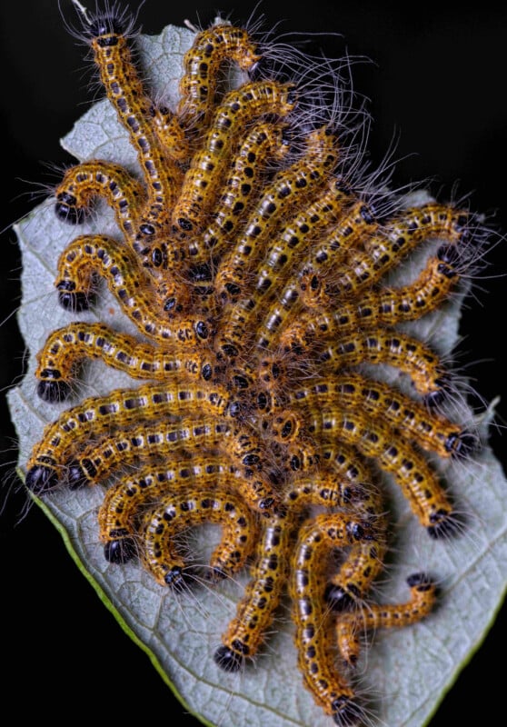 A cluster of yellow and black fuzzy caterpillars huddled together on a pale green leaf, with their bodies overlapping and fine hairs protruding, against a black background.