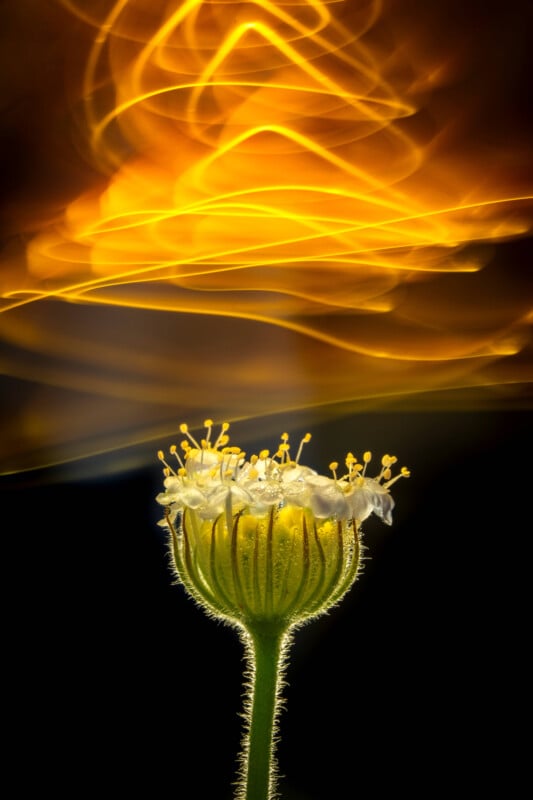 A close-up of a flower bud with delicate white petals and yellow stamens, set against a dark background with swirling golden light trails above it.