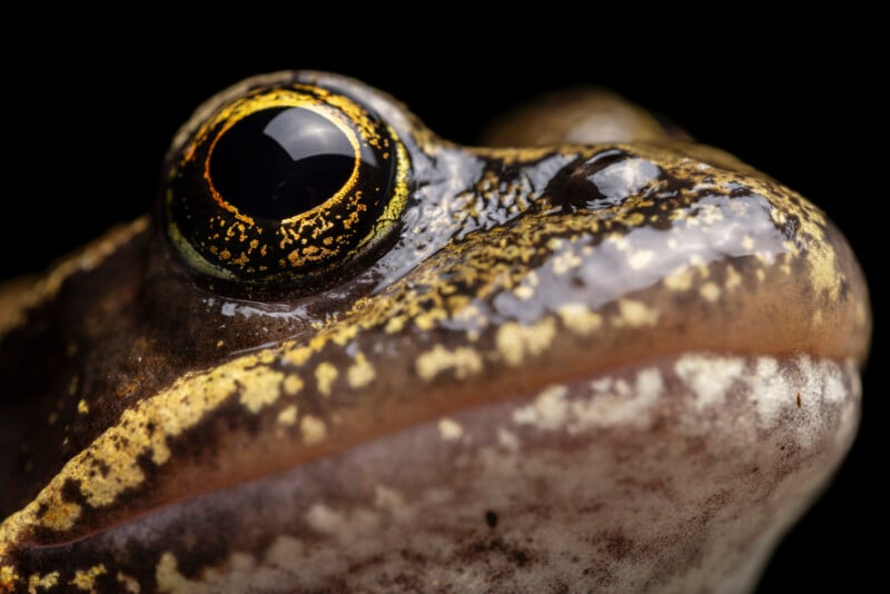 Close-up of a frog’s face showing its textured skin with mottled yellow and brown colors and a large, shiny, black and gold eye against a black background.