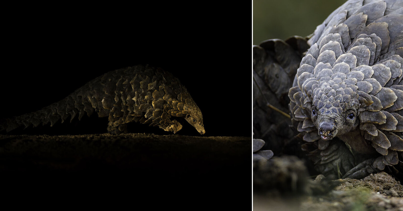Photographers' Incredible Pangolin Photos Help Save Endangered Animals ...