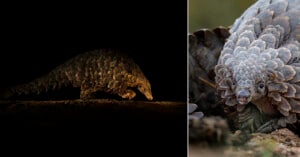 Split image: Left side shows a pangolin walking on the ground against a black background. Right side features a close-up of a pangolin’s face and overlapping scales, highlighting its unique texture.