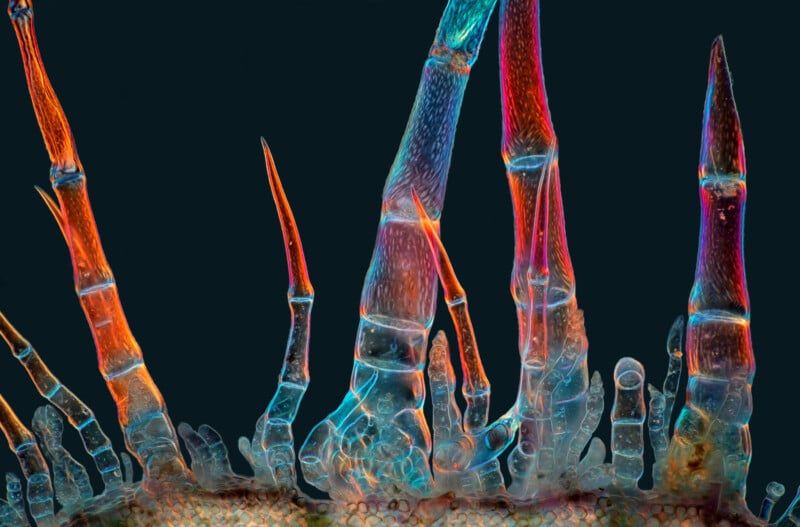 Colorida imagen microscópica de primer plano de una estructura articulada y translúcida que se asemeja a las patas de un insecto o de una araña, con vibrantes tonos rojos, azules y naranjas sobre un fondo oscuro.