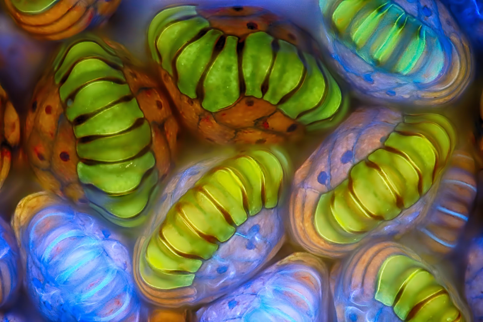 51st Nikon Small World Winners Reveal a Hidden World of Wonders | PetaPixel