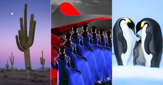 A collage of three images: tall cacti under a purple sky with a moon, women in blue dresses with red and black abstract background, and two emperor penguins with a chick standing on snow.