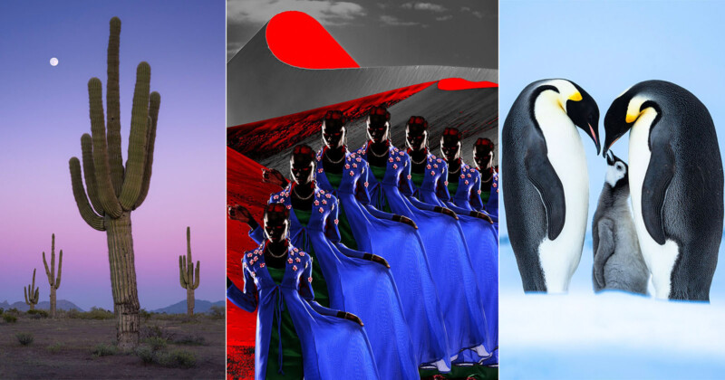 Collage de tres imágenes: alto cactus bajo el cielo púrpura, púrpura con luna, mujer con vestido azul con fondo abstracto rojo y negro, y dos polluelos parados en la nieve.