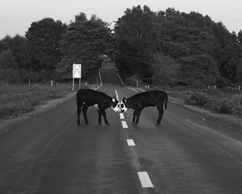 Two cows stand face-to-face on a deserted country road, with trees lining both sides and a road sign visible in the background. The photo is in black and white.