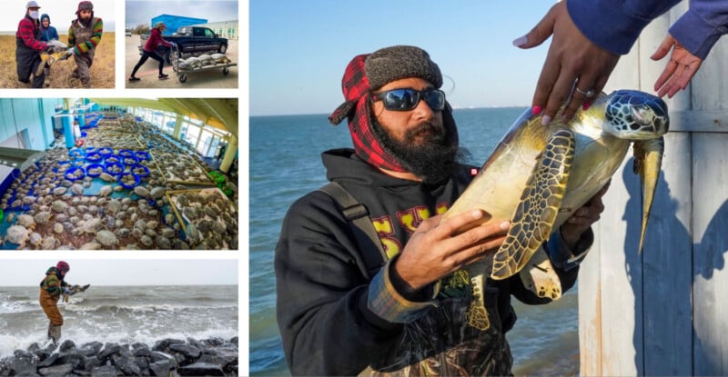 A man in winter clothing holds a sea turtle beside the ocean as several hands reach out to touch it. Surrounding images show people rescuing turtles, turtles in bins indoors, and a person returning a turtle to the sea.