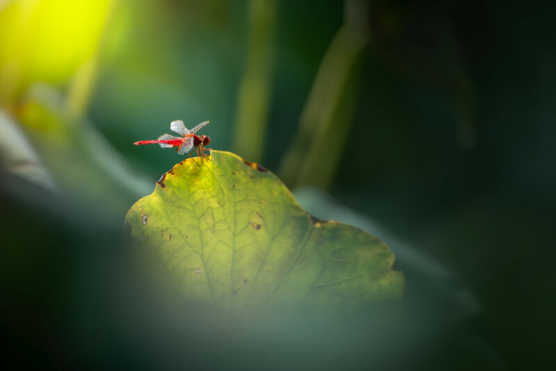 Una libélula roja descansa sobre el borde de una gran hoja verde, rodeada de vegetación desenfocada y bañada por la suave luz del sol.