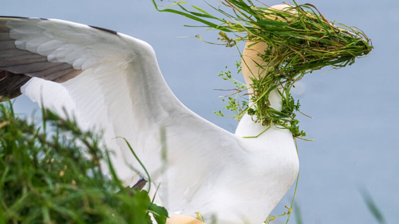 A white bird with outstretched wings has its head covered in green grass and plants, obscuring its face, with a blurred blue and green background.