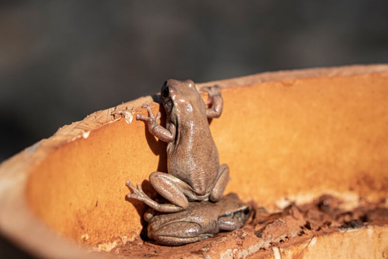 A small brown frog clings to the edge of a curved, light-brown surface, possibly a piece of wood or bamboo, with a blurred background.