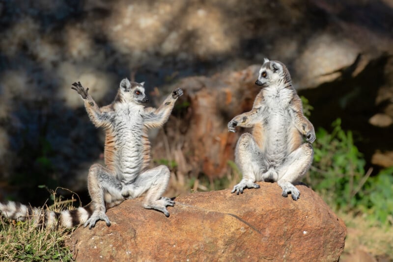 Two ring-tailed lemurs sit on a large rock, one with its arms raised high and the other resting calmly, both facing each other in a sunlit outdoor setting with greenery and rocks in the background.