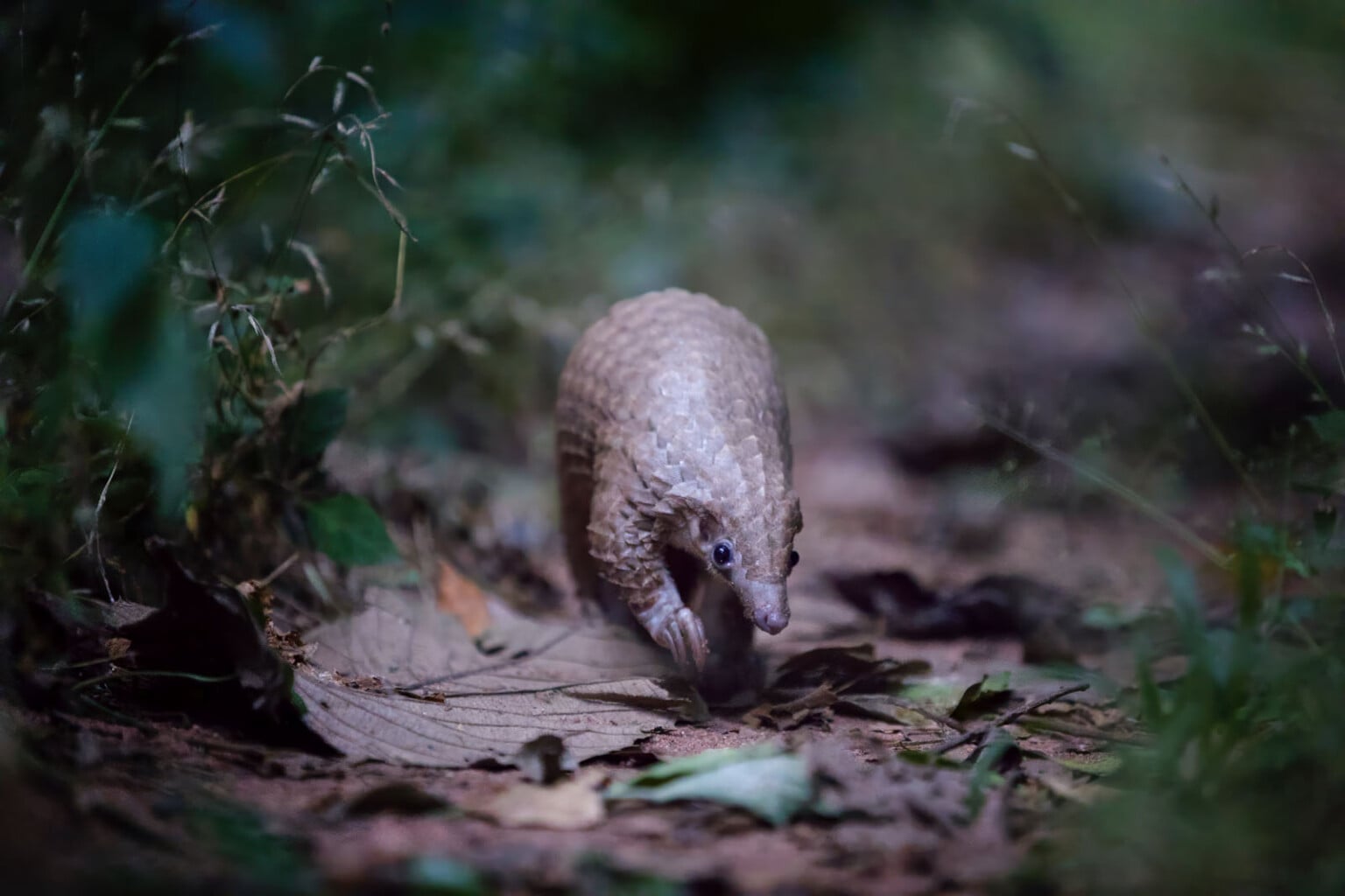 Photographers' Incredible Pangolin Photos Help Save Endangered Animals ...