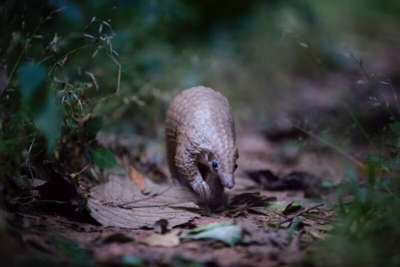 A pangolin walks on a forest floor covered with dry leaves and plants, surrounded by greenery and soft natural light.