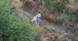 A grey bobcat sits on a rocky, brush-covered hillside, partially surrounded by green and dry vegetation, looking directly at the camera.