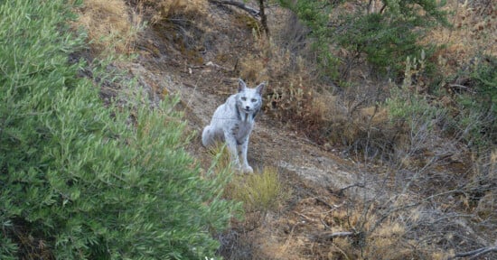 A grey bobcat sits on a rocky, brush-covered hillside, partially surrounded by green and dry vegetation, looking directly at the camera.