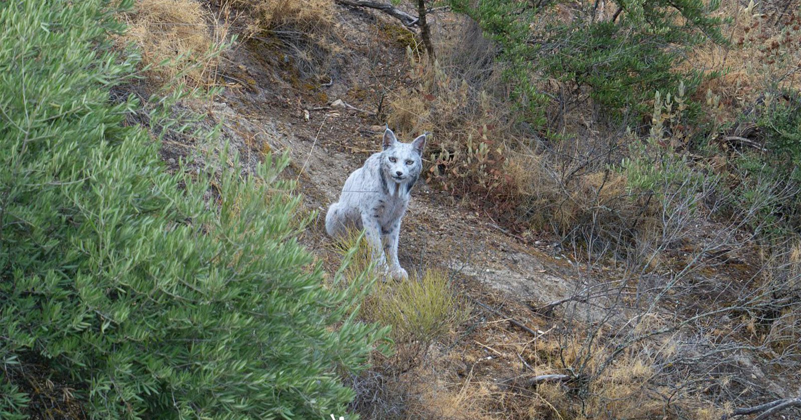Photographer Captures the First Known White Iberian Lynx in the Wild