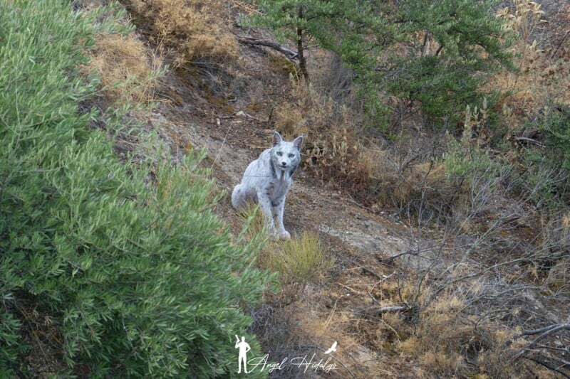 Un perro blanco y gris con orejas puntiagudas se sienta en una ladera seca y cubierta de maleza, rodeado de arbustos verdes y hierba marrón.